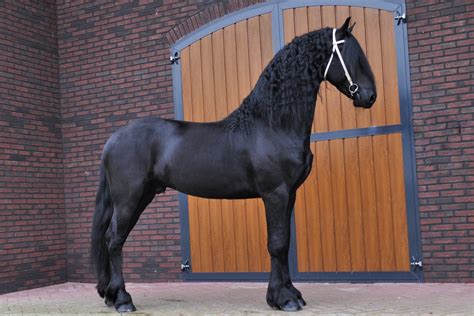 friese paarden te koop.